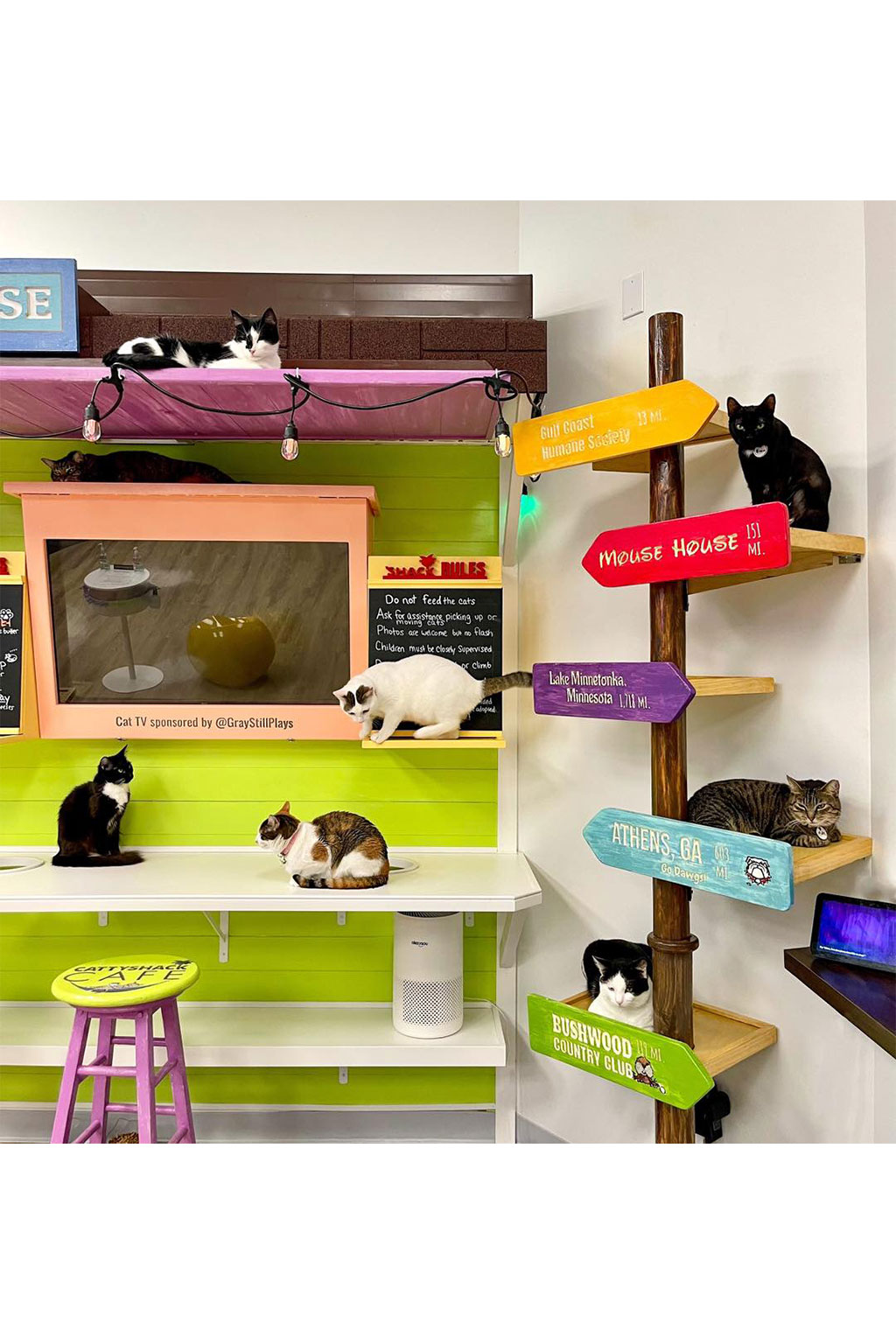cattyshack for 2026 homepage