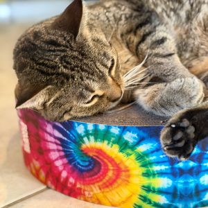 the groovy grind cat scratchpad