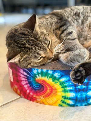 the groovy grind cat scratchpad