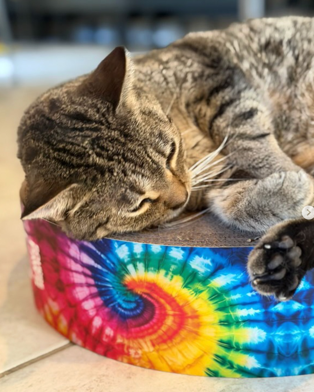square paws custom cat furniture faux insta 1