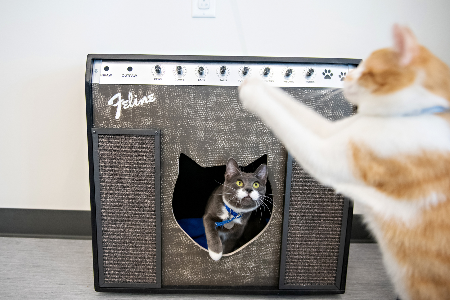 121119_NorthShoreAnimal_016