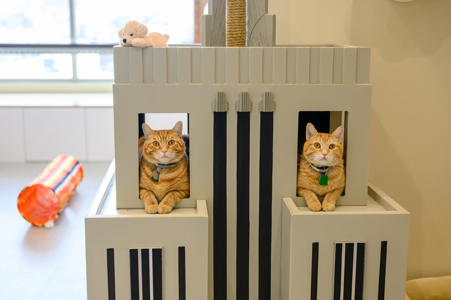 121119_NorthShoreAnimal_059
