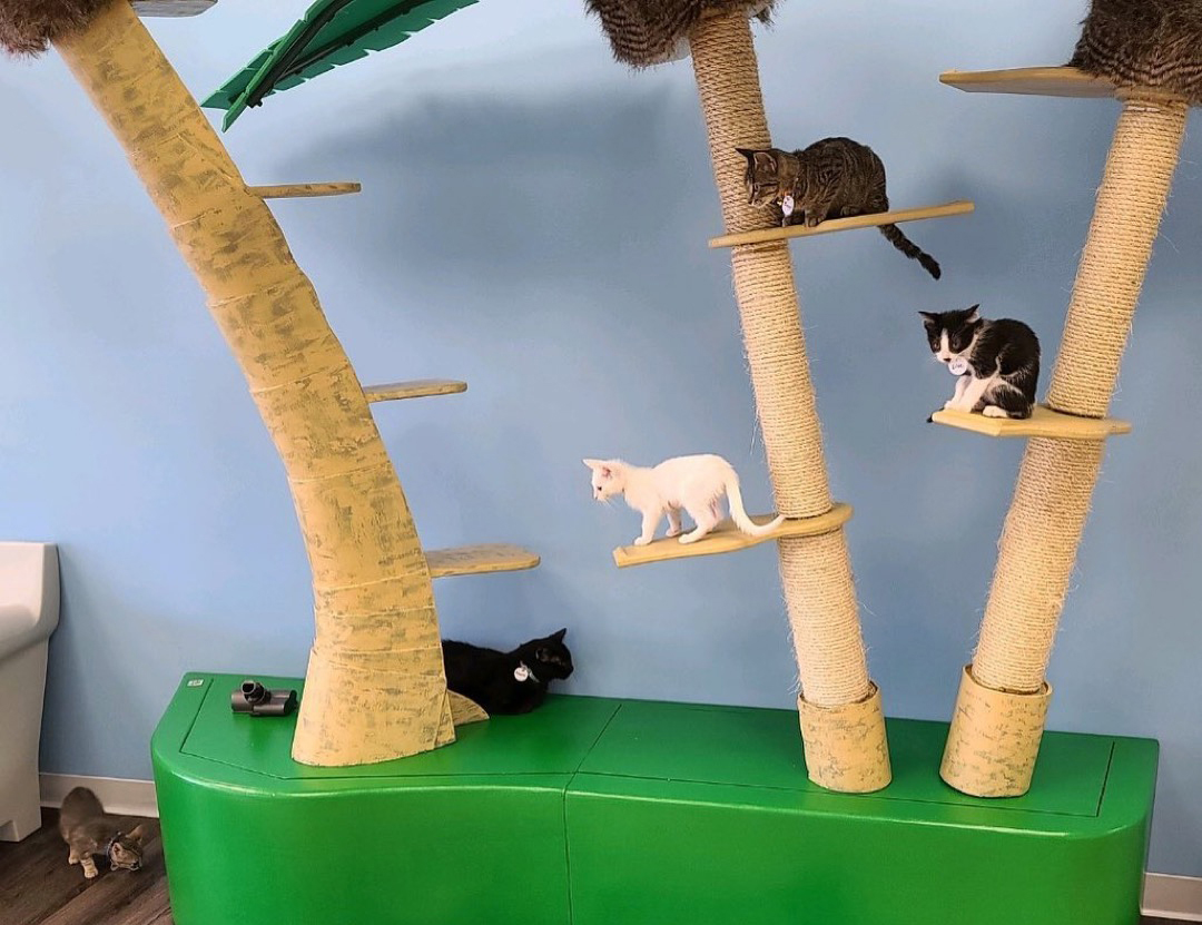 Cattyshack 003 121119 northshoreanimal 018 e1685062939488