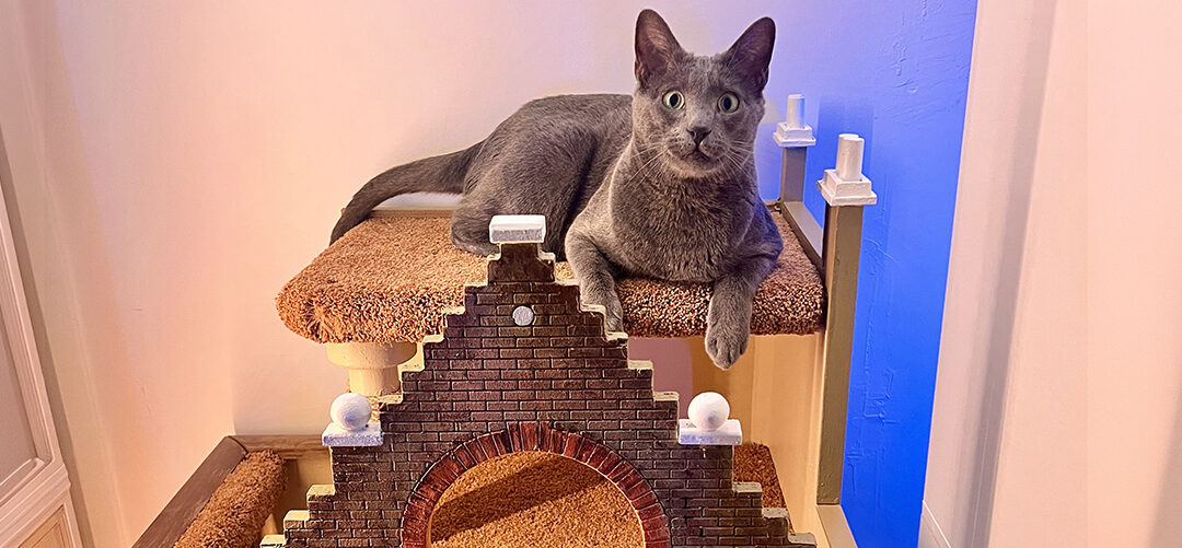 Unique Cat Furniture that Lasts
