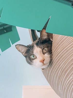 Cattyshack 005